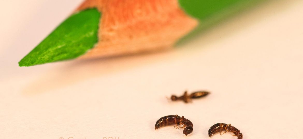 tarlo-vista-frontale